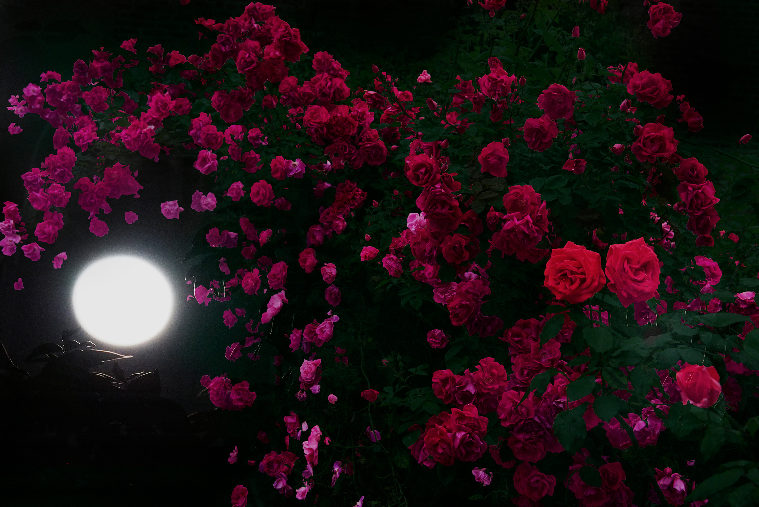 HIROMI ASAI, presents new Spring/Summer 2018 men's collection "Midsummer Night's Roses"