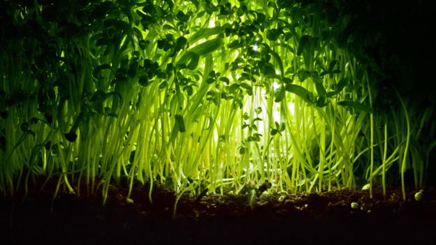 Plants communicate with each